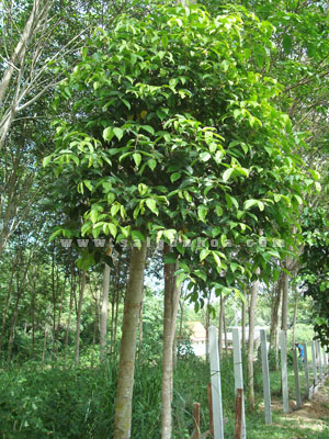 Cây Trầm Kỳ Hải Nam