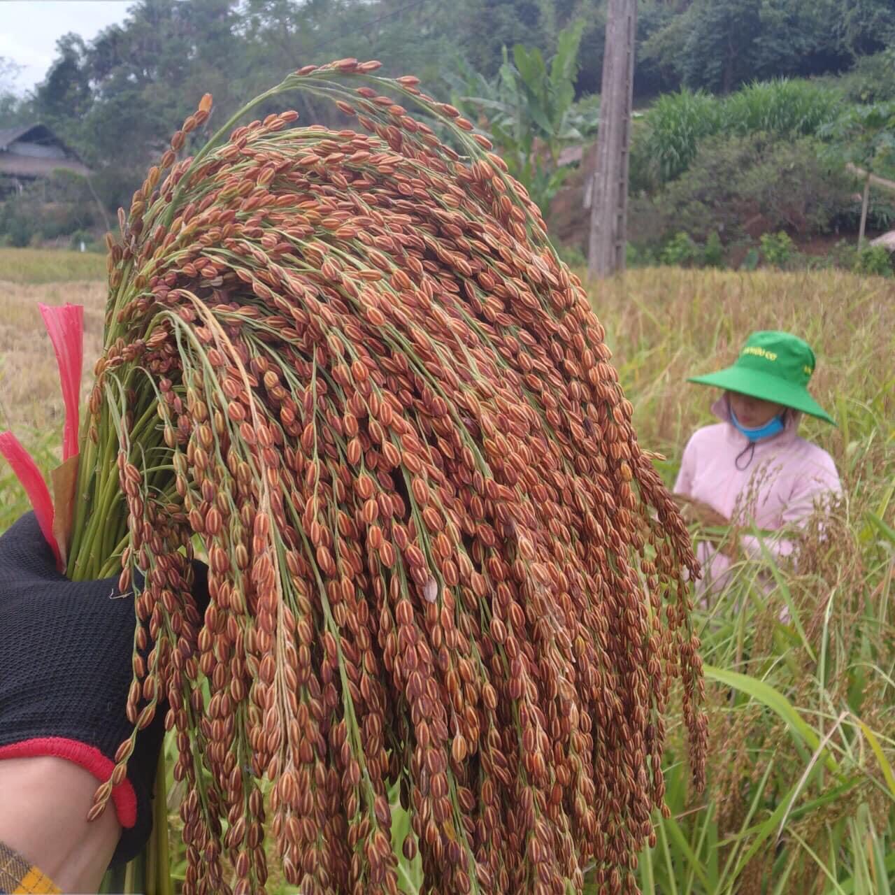 Lúa nếp Khẩu Nua Pái Chợ Đồn